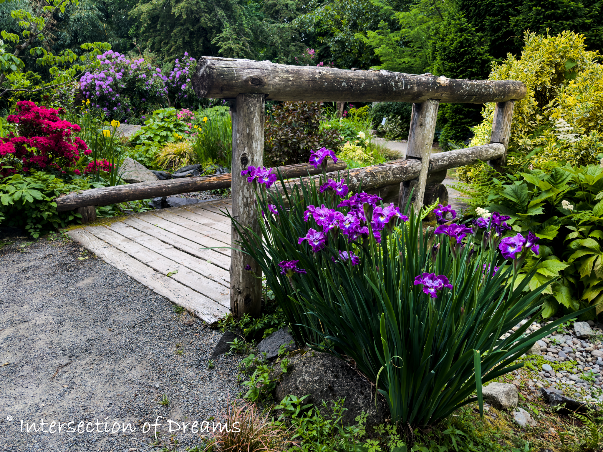 Irises by the garden bridge