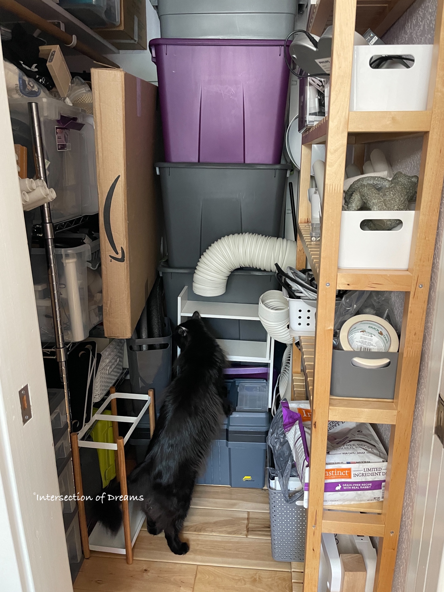 A black cat inspects the contents of a storage closet