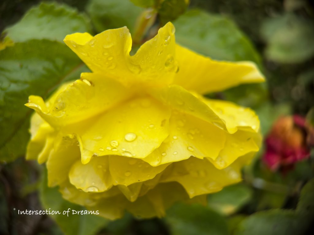 raindrops on a yellow rose
