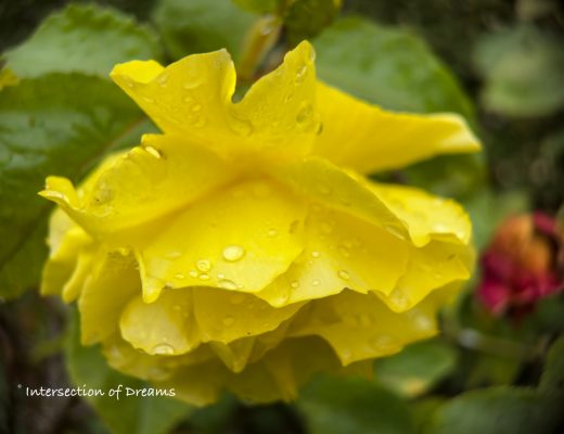 raindrops on a yellow rose