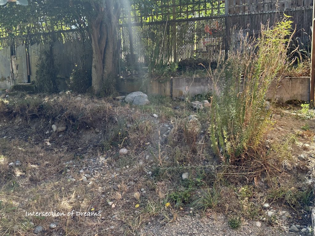 a shady garden corner with terraced land, trees, and weeds