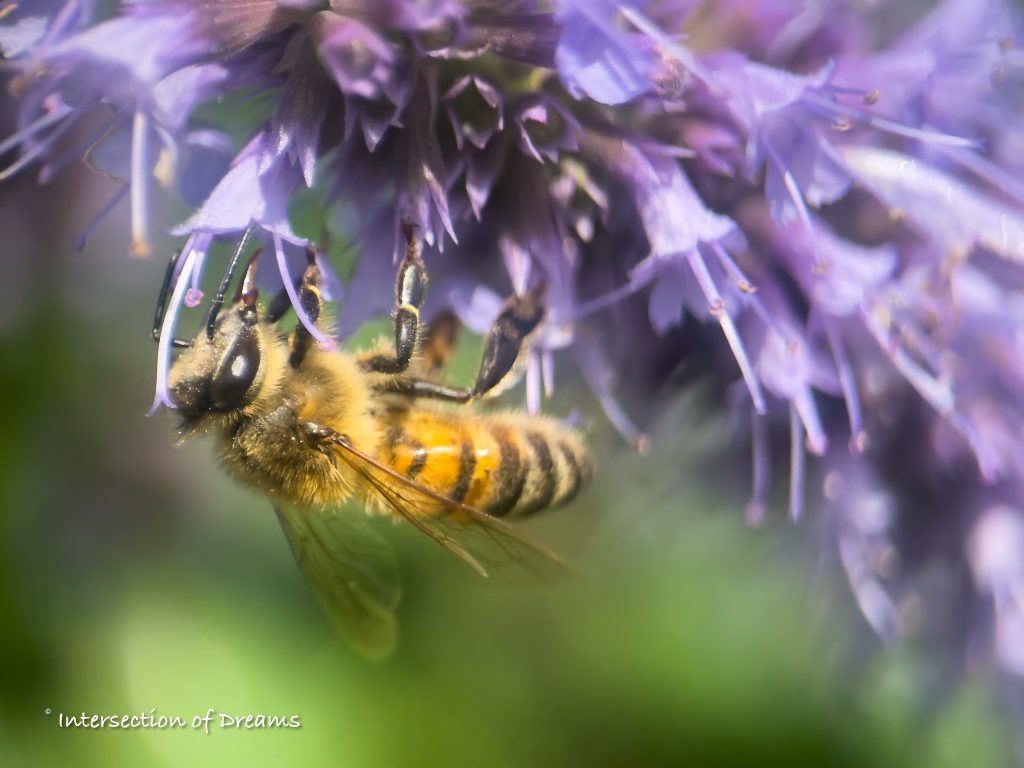bee on anise hyssop