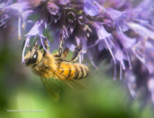bee on anise hyssop